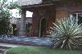 Variegated Yucca / Yucca aloifolia 